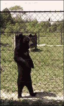 9yJH.gif