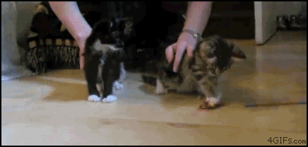 Jfdr3.gif