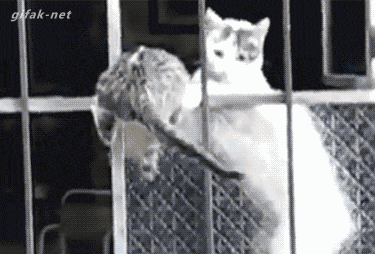 ZNPhn.gif