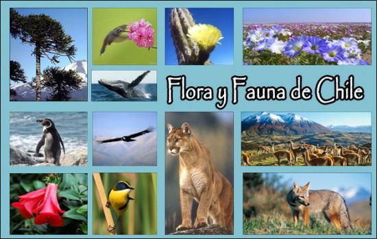 Resultado de imagen para flora y fauna de chile