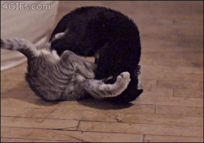 t3y1X.gif